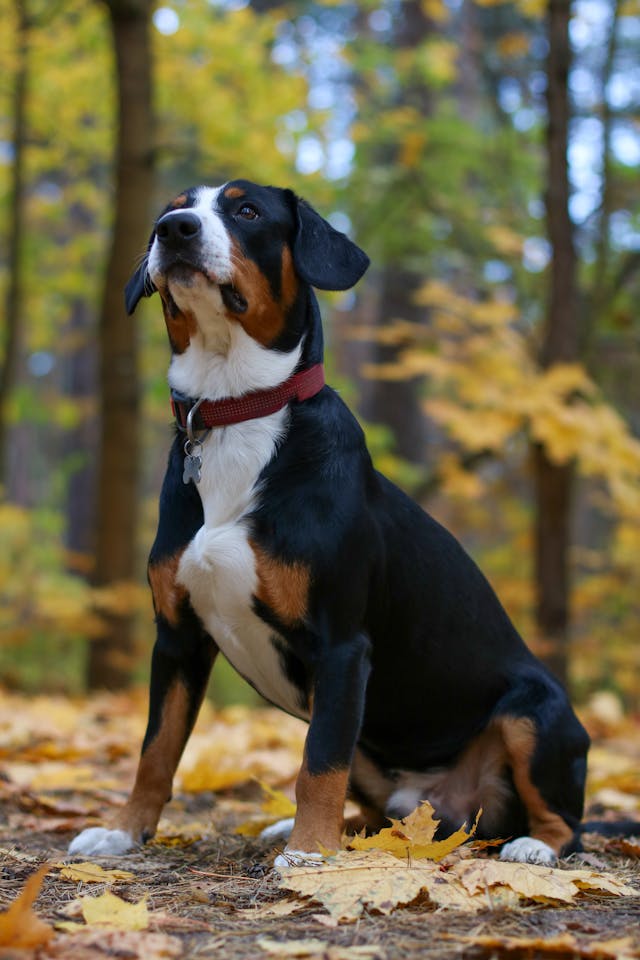 犬のグルーミングケア